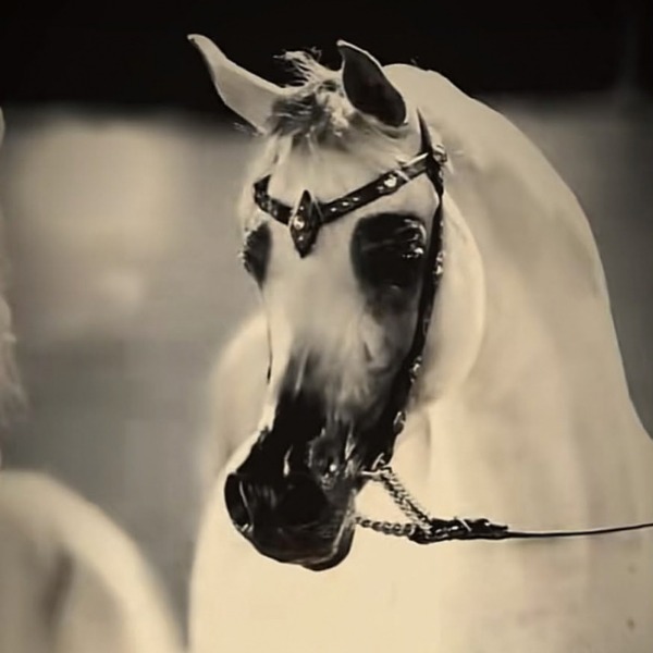 ركوب الخيل